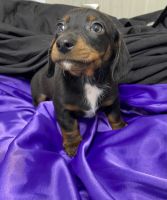 Miniature Dachshund Puppies for sale in Spring Hill, Florida. price: $800