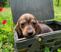Miniature Dachshund Puppies for sale in Winslow, Arkansas. price: $600
