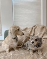 Miniature Dachshund Puppies for sale in Manhattan, New York, NY, USA. price: $850