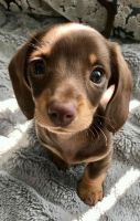 Miniature Dachshund Puppies for sale in Columbus Cir, New York, NY, USA. price: $950