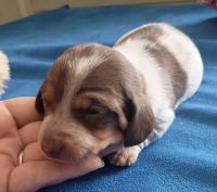 Miniature Dachshund Puppies for sale in Sacramento, CA, USA. price: $2,200