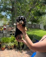 Miniature Dachshund Puppies for sale in Palm Coast, FL, USA. price: $900