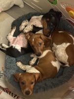Miniature Dachshund Puppies for sale in Glendale, AZ 85303, USA. price: NA