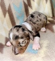 Miniature Dachshund Puppies for sale in Lawrenceburg, TN, USA. price: $1,300