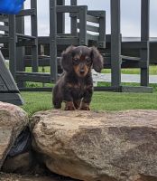 Miniature Dachshund Puppies for sale in Dundee, OH 44624, USA. price: $1,700