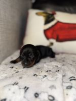 Miniature Dachshund Puppies for sale in Clarksville, TN 37040, USA. price: $900