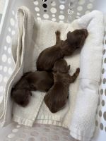 Miniature Dachshund Puppies for sale in Clermont, FL 34714, USA. price: $2,000