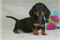 Miniature Dachshund Puppies for sale in Albuquerque, NM, USA. price: $500