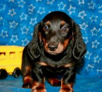 Miniature Dachshund Puppies for sale in Pell City, AL, USA. price: $650