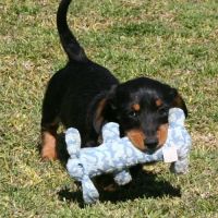 Miniature Dachshund Puppies for sale in Houston, TX, USA. price: $500