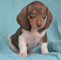 Miniature Dachshund Puppies for sale in Savannah, GA, USA. price: $350