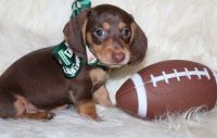Miniature Dachshund Puppies for sale in Dallas, TX, USA. price: $350