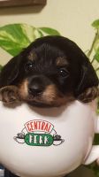 Miniature Dachshund Puppies for sale in Holiday, FL, USA. price: $1
