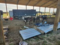Miniature Donkey Animals for sale in Fellsmere, FL, USA. price: $500,800