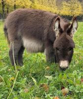 Miniature Donkey Animals Photos
