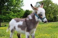Miniature Donkey Animals Photos