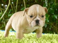 Miniature English Bulldog Puppies for sale in Minneapolis, MN, USA. price: $470