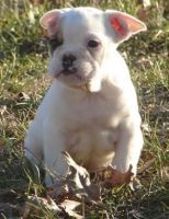 Miniature English Bulldog Puppies for sale in Jackson, MS, USA. price: $470