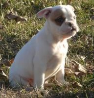 Miniature English Bulldog Puppies for sale in Independence, MO, USA. price: $470