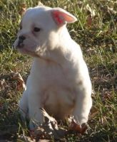 Miniature English Bulldog Puppies for sale in Jackson, MS, USA. price: $470