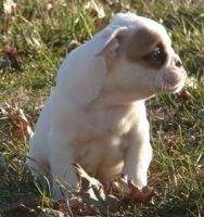 Miniature English Bulldog Puppies for sale in Philadelphia, PA, USA. price: $470