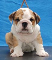 Miniature English Bulldog Puppies for sale in Buffalo, NY, USA. price: $470