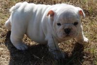 Miniature English Bulldog Puppies for sale in Baltimore, MD, USA. price: $650
