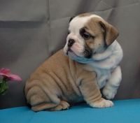 Miniature English Bulldog Puppies for sale in Vancouver, WA, USA. price: $650
