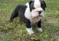 Miniature English Bulldog Puppies for sale in Houston, TX, USA. price: $650