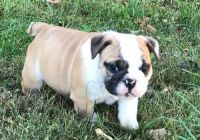 Miniature English Bulldog Puppies for sale in Bowling Green, KY, USA. price: $650