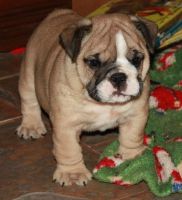 Miniature English Bulldog Puppies for sale in Tinley Park, IL, USA. price: $650