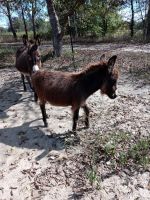 Miniature Mediterranean Donkey Horses Photos