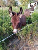 Miniature Mediterranean Donkey Horses Photos