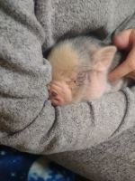 Miniature Pig Animals for sale in Forest Grove, OR 97116, USA. price: $500