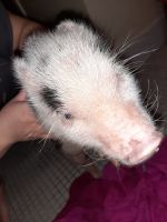 Miniature Pig Animals for sale in 1010 E 178th St, Bronx, NY 10460, USA. price: $1,000