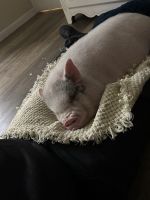 Miniature Pig Animals Photos