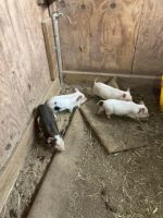 Miniature Pig Animals for sale in Lancaster, South Carolina. price: $125