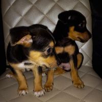 Miniature Pinscher Puppies for sale in 1441 Ahonui St, Honolulu, HI 96819, USA. price: $850