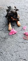 Miniature Pinscher Puppies for sale in Kissimmee, FL, USA. price: $1,200