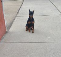 Miniature Pinscher Puppies for sale in Queens, NY, USA. price: $3,000