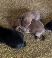 Miniature Pinscher Puppies for sale in Philadelphia, PA 19111, USA. price: $2,150