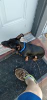 Miniature Pinscher Puppies for sale in Lubbock County, TX, USA. price: $100