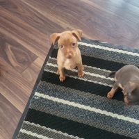 Miniature Pinscher Puppies for sale in Winfield, AB T0C 2X0, Canada. price: $800