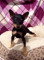 Miniature Pinscher Puppies for sale in Greenville, South Carolina. price: $550