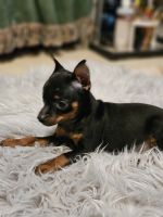 Miniature Pinscher Puppies for sale in Nocona, TX 76255, USA. price: $800