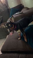 Miniature Pinscher Puppies for sale in Los Angeles, California. price: $160