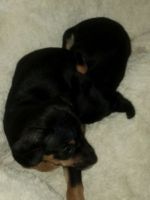 Miniature Pinscher Puppies for sale in Pasco, Washington. price: $300