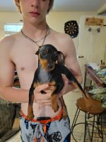 Miniature Pinscher Puppies for sale in LaBelle, FL 33935, USA. price: $300