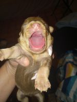 Miniature Pinscher Puppies for sale in W Glendale Ave, Glendale, AZ, USA. price: $600