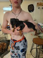 Miniature Pinscher Puppies for sale in LaBelle, FL 33935, USA. price: $400